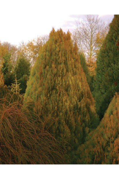 Туя східна Голден Мінарет